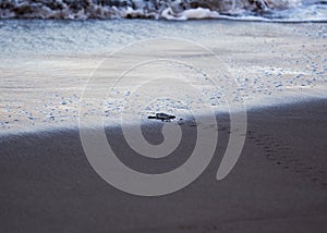 Baby Green Sea Turtle Chelonia mydas