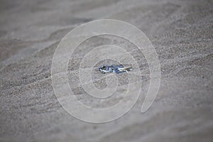 Baby Green Sea Turtle Chelonia mydas