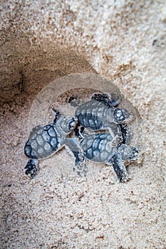 Baby Green sea turtle hatchlings in their nest.