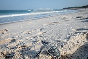 Baby Green sea turtle making its way to the Ocean.