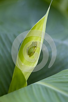 Baby Green Tree Frog - Hyla cinerea