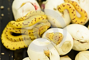 A baby `green tree python` formerly known as `Chondropython viridis` now known as `Morelia viridis