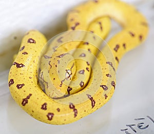 A baby `green tree python` formerly known as `Chondropython viridis` now known as `Morelia viridis