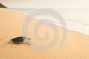 Baby Green Turtle