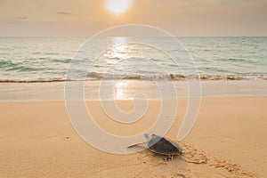 Baby Green Turtle