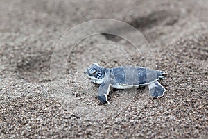 A baby green turtle on the beach in Costa Rica