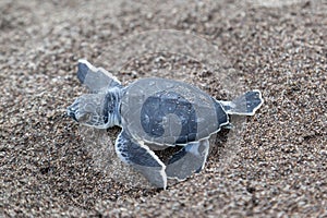A baby green turtle on the beach in Costa Rica