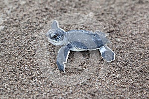 A baby green turtle on the beach in Costa Rica