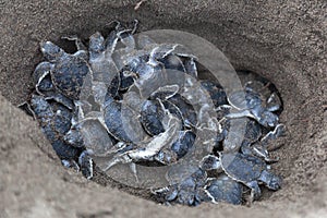 Baby green turtles on the beach in Costa Rica