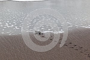 Baby green turtles on the beach in Costa Rica