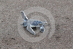 Baby green turtles on the beach in Costa Rica