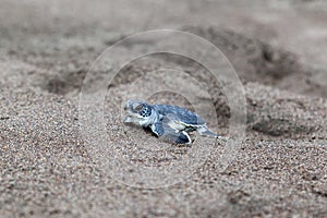 Baby green turtles on the beach in Costa Rica