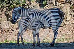 Baby Grevy zebra drinking milk from mother