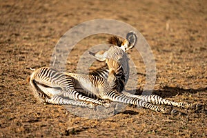 Baby Grevy zebra lies on stony ground