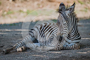 Baby Grevy zebra lying with raised head