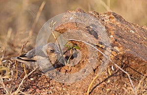 A baby Grey-capped Social Weaver