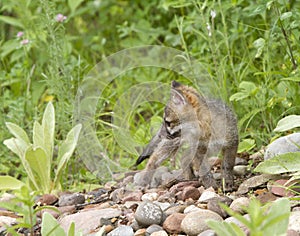 Baby Grey Fox Standing on Rocks Near Den