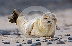 Baby grey seal