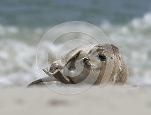 Baby grey seal clapping at the beach at dune, helgoland, germany