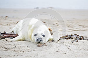 Baby Grey Seal (Halichoerus grypus) on the beach