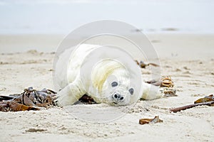 Baby Grey Seal (Halichoerus grypus) on the beach photo