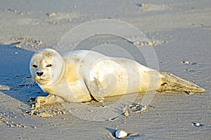 Baby Grey Seal (Halichoerus grypus) on the beach photo