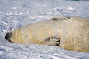 Baby Grey Seal, Halichoerus grypus relaxing on the beach.