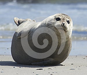 Baby grey seal moving forward at the beach at dune, helgoland, germany