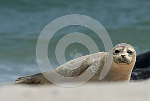 Baby grey seal moving forward at the beach at dune, helgoland, germany