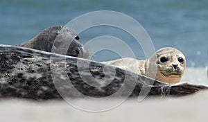 Baby grey seal moving forward at the beach at dune, helgoland, germany