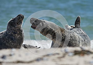 Baby grey seal moving forward at the beach at dune, helgoland, germany