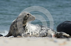 Baby grey seal moving forward at the beach at dune, helgoland, germany