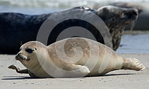 Baby grey seal moving forward at the beach at dune, helgoland, germany