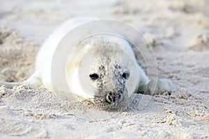 Baby Grey Seal relaxing on the beach