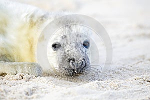 Baby Grey Seal relaxing on the beach