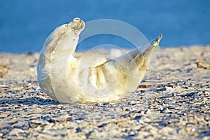 Baby Grey Seal relaxing on the beach