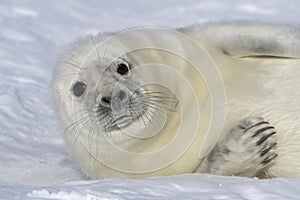 Baby Grey Seal relaxing on the beach and look into the camera.
