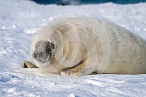 Baby Grey Seal relaxing on the beach and look into the camera.