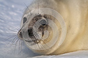 Baby Grey Seal relaxing on the beach and look into the camera.