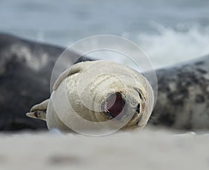 Baby grey seal yawn at the beach at dune, helgoland, germany