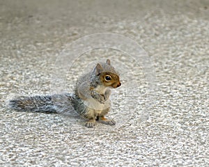 Baby Grey Squirrel