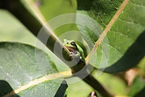 Baby Grey Tree Frog Froglet on Green Milkweed Plant