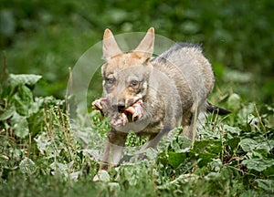 Baby Grey wolf eating in the forest