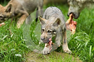 Baby Grey wolf eating in the forest