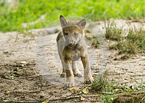 Baby Grey wolf in the forest