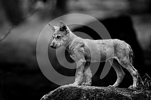 Baby Grey wolf in the forest