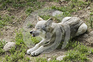 Baby grey wolf waiting to eat