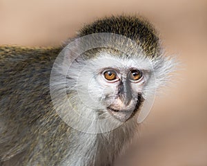 Baby Grivet Monkey IV