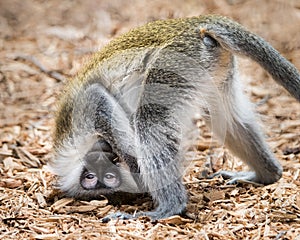 Baby Grivet Monkey IV