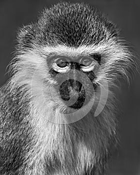 Baby Grivet Monkey V